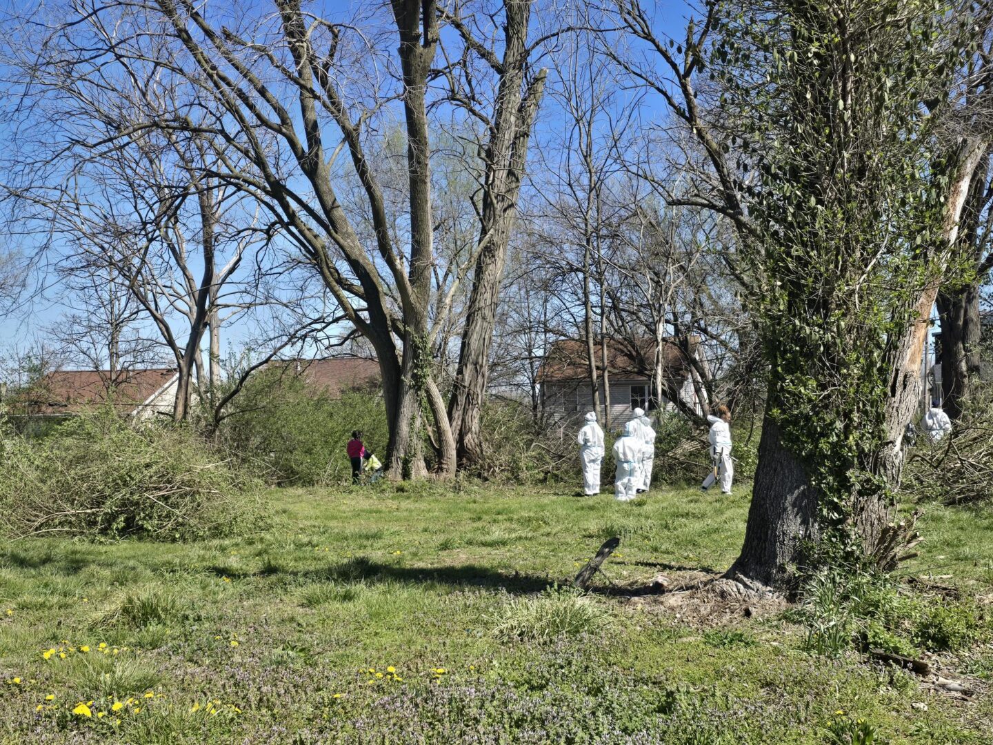 People in white protective suits and gloves inspecting a yard with leafless trees and fallen branches under a clear blue sky, near suburban homes.
